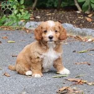 Chalisa, Cockapoo Puppy